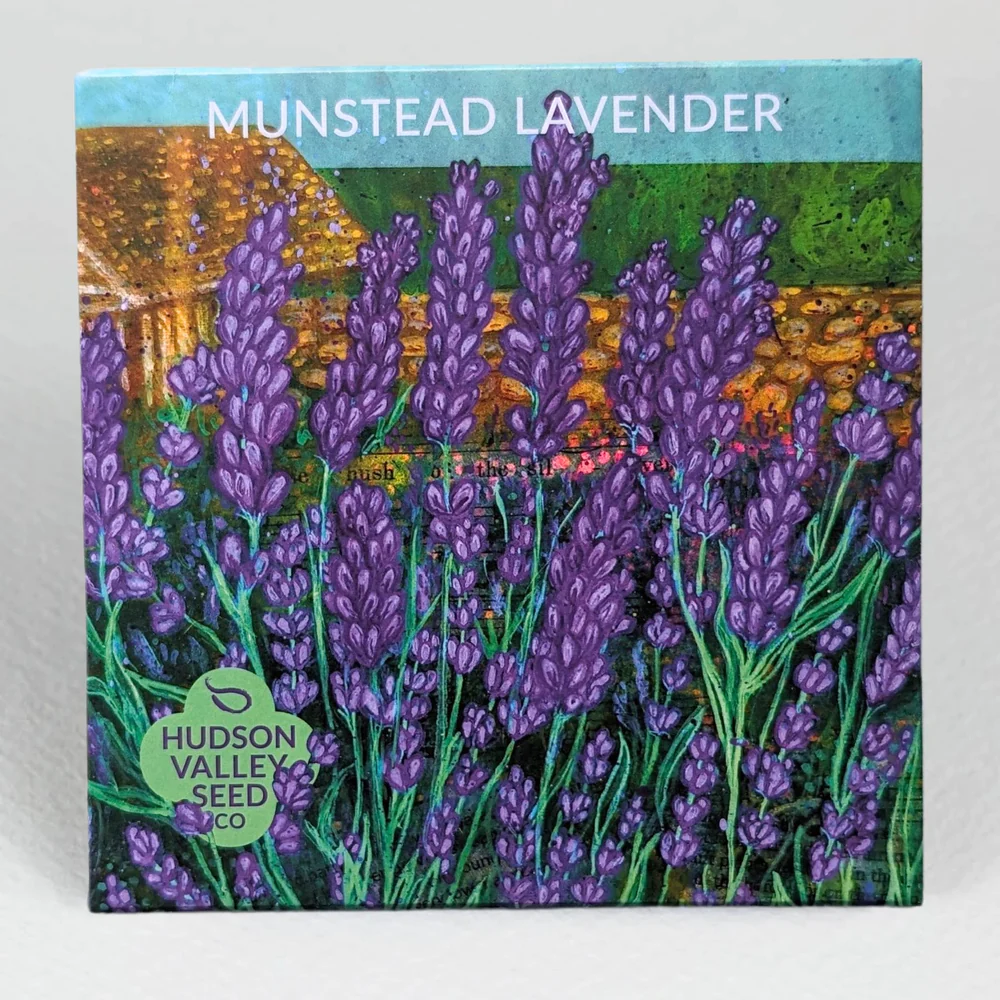 HV Munstead Lavender
